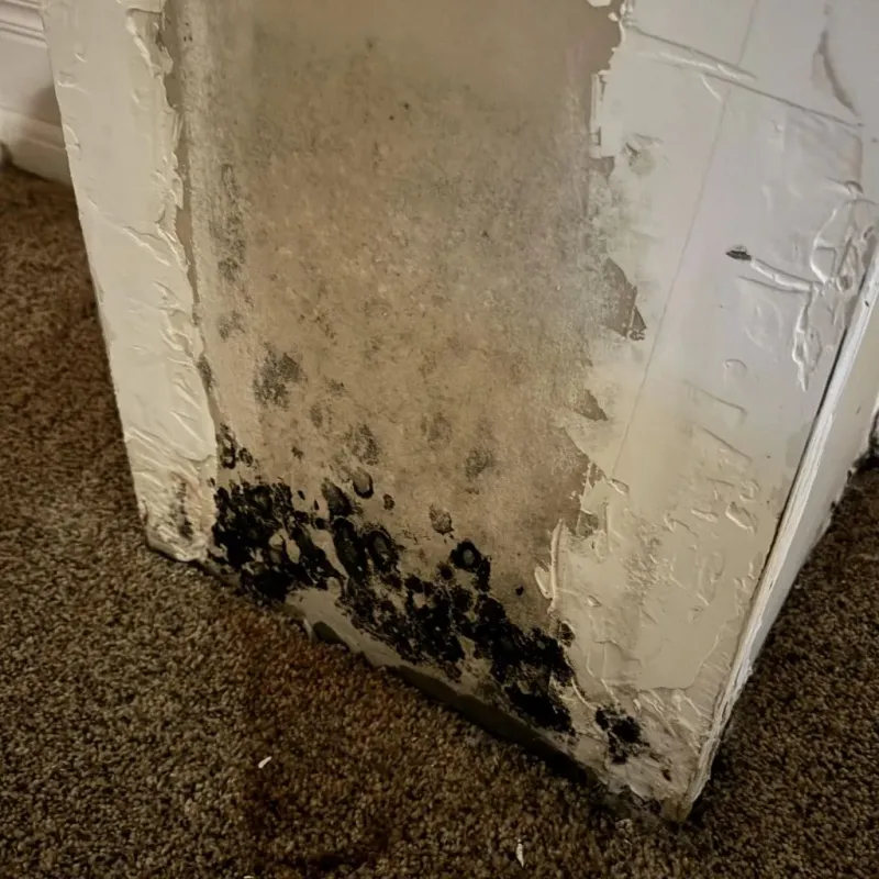 Professional Mold Removal in Streamwood, IL